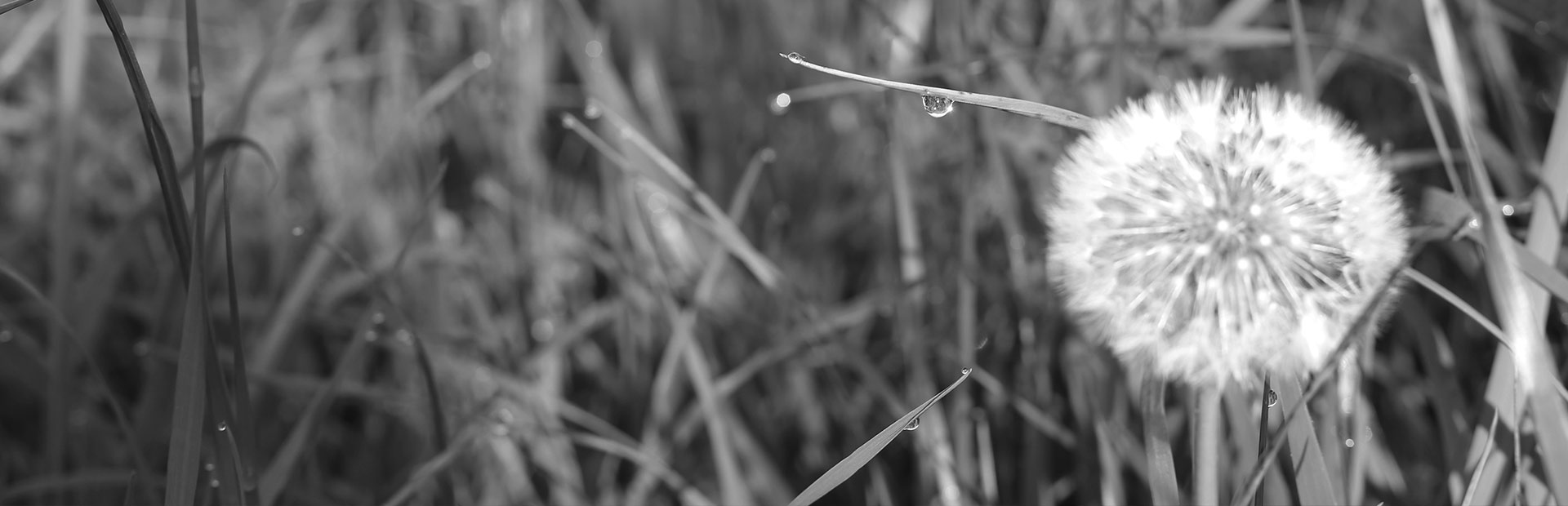 pusteblume im feld